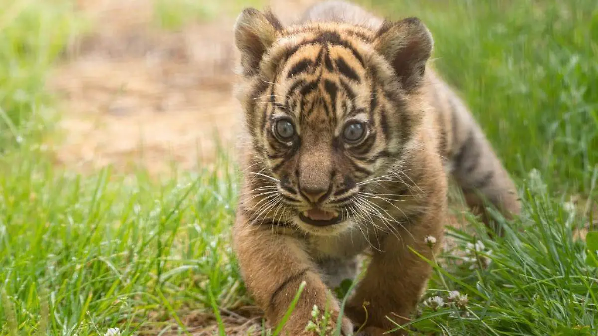 Tigre de sumatra-AFP